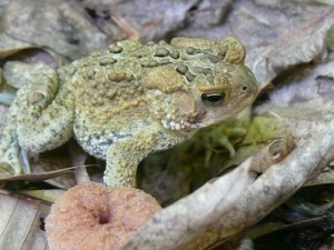 american-toad